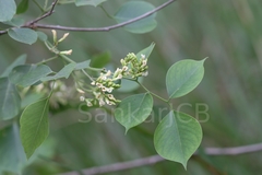 Dalbergia sissoo